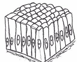 Simple Columnar Epithelium: (Figure 5.6) As its name tells you, this is a single layer of cells which are much taller than they are wide.