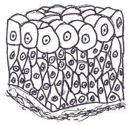 Transitional Epithelium: (Figure 5.11) This is a stratified type of epithelium in which the cells are cuboidal when the tissue is relaxed, but can become flattened as they get stretched out.