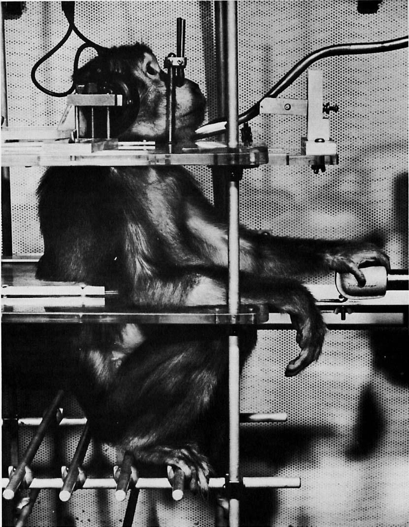 HEARING OF OLD WORLD MONKEYS 359 Fig. 1 Subject (Macaca nemestrina) seated in the restraining chair for hearing testing.