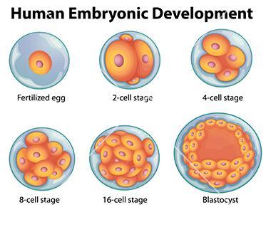 HUMAN DEVELOPMENT/EMRYOLOGY Introduction: From a biological viewpoint, human development can be divided into three stages called the preembryonic, embryonic, and fetal stages.