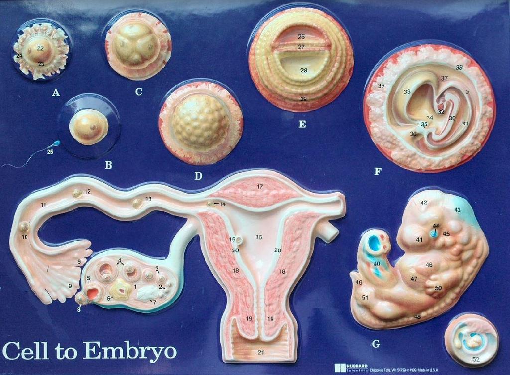 Embryonic Membranes Several accessory organs develop alongside the embryo: a placenta, umbilical cord, and four embryonic membranes called the amnion, yolk sac, allantois, and chorion.