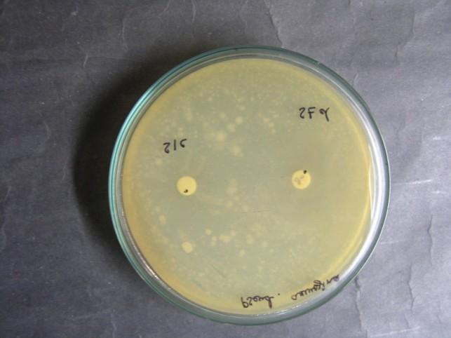 Staphylococcus aureus 24mm 26mm 2. Bacillus subtilis 25mm 12mm 3.