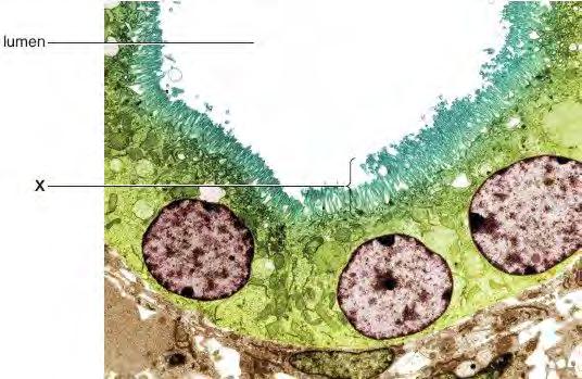 3. The figure below is an electronmicrograph of a transverse section of part of a proximal convoluted tubule.