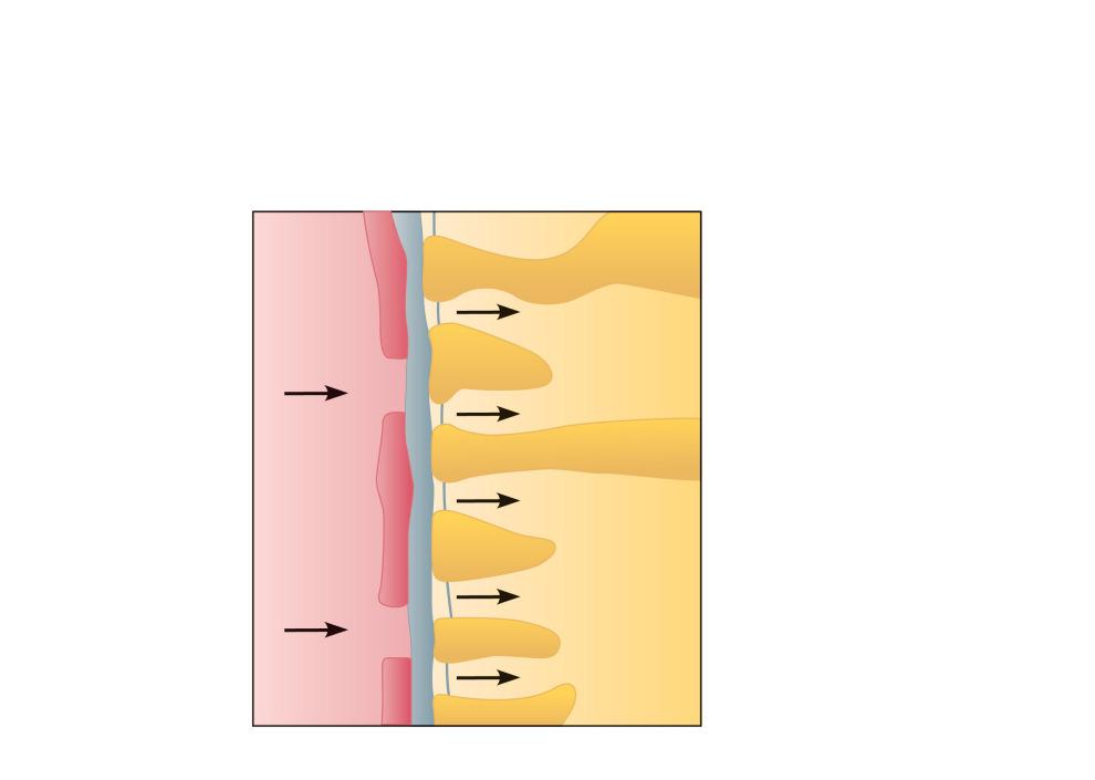 Filtration membrane 3 components Fenestrated capillary endothelium Basement membrane Podocytes Allows passage of water and small solutes Fenestrations prevent filtration of blood