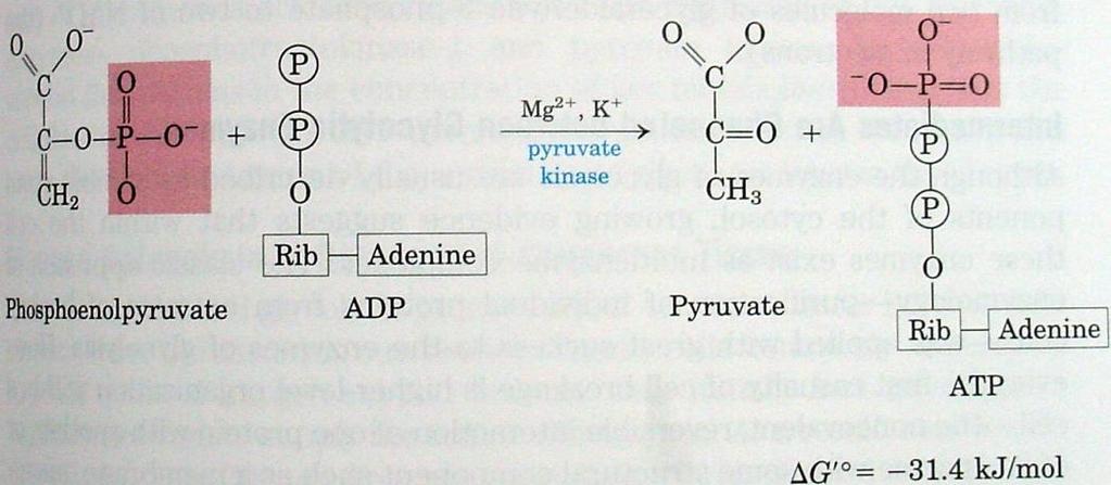 The standard free energy change for phosphate hydrolysis in 2-phosphoglycerate is ΔGº = -16kJ/mol, whereas for phosphoenol pyruvate it is an incredible ΔGº = -62 kj/mol. Reaction -10.