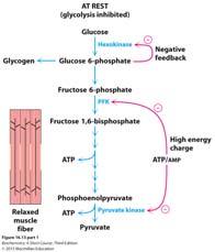 PFK causes G 6 P buildup unless glucose is being stored Feedback inhibition Hexokinase NOT the committed step If glycogen storage full,