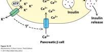 at high concentration Glycolysis is sensor