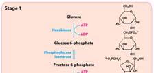 Energy Input Stage Expend 2 ATP Direct glucose