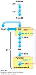 The Problem of Anaerobic Metabolism With oxygen, the NADH produced in glycolysis is re oxidized back to NAD + NAD + /NADH is a co substrate which means If there is no oxygen, glycolysis will stop
