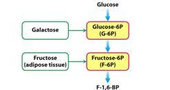 Other sugars enter glycolysis Inability to process galactose is rare, but serious, genetic disorder High fructose diet puts sugars through