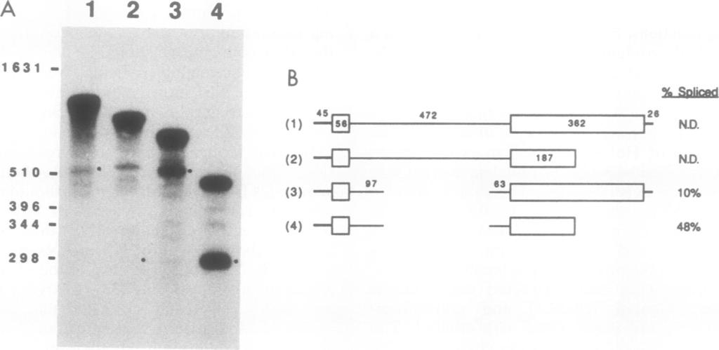 The positions of the splicing intermediates are not denoted. Here and in Fig. 2 to 5, sizes (in nucleotides) of the DNA markers are shown at the left. MOL. CELL. BIOL.