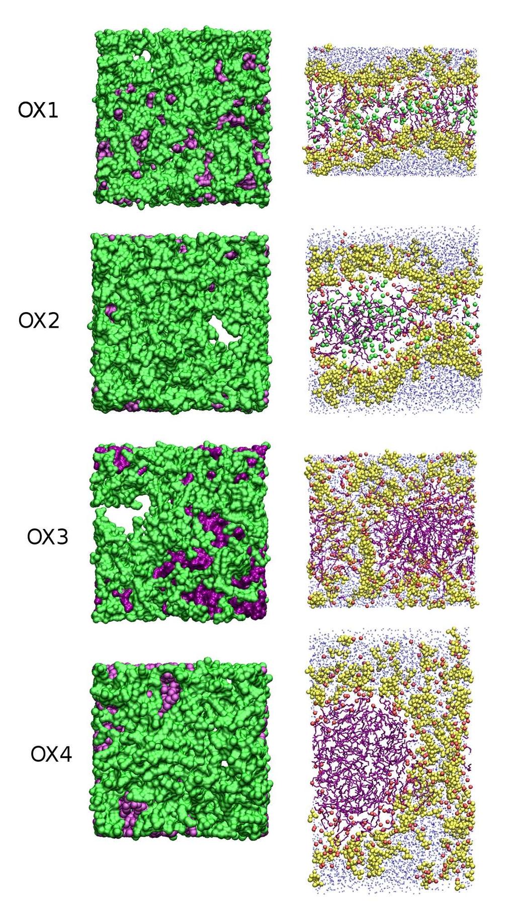Fig. 1. Final snapshots taken for oxidized trajectories. Top- (left column) and side-view (right column) of the membranes are presented.
