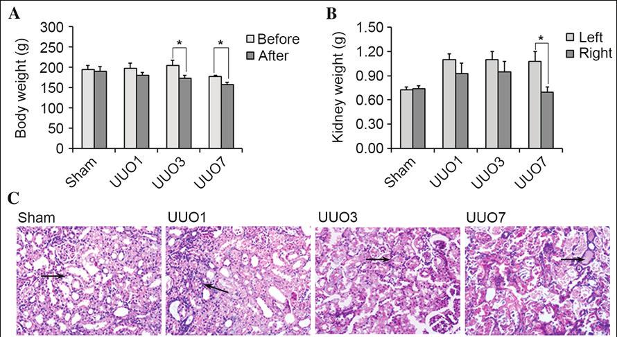 1232 JIN et al: URINARY KIM-1 FOR THE EARLY DIAGNOSIS OF OBSTRUCTIVE AKI Figure 1. Alterations in body weight, kidney weight and micro morphology following UUO operation.