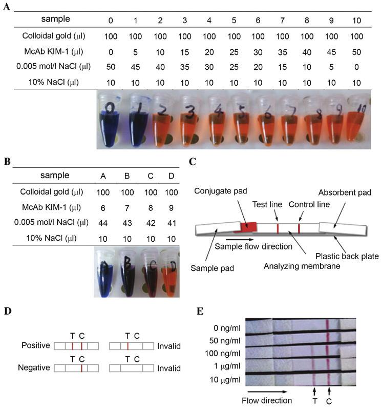 1234 JIN et al: URINARY KIM-1 FOR THE EARLY DIAGNOSIS OF OBSTRUCTIVE AKI Figure 5. Development of a colloidal gold based immunochromatographic strip for the rapid detection of urinary KIM 1.