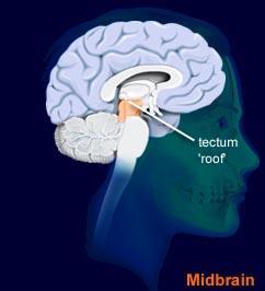 Relevant anatomy Tectum = most dorsal