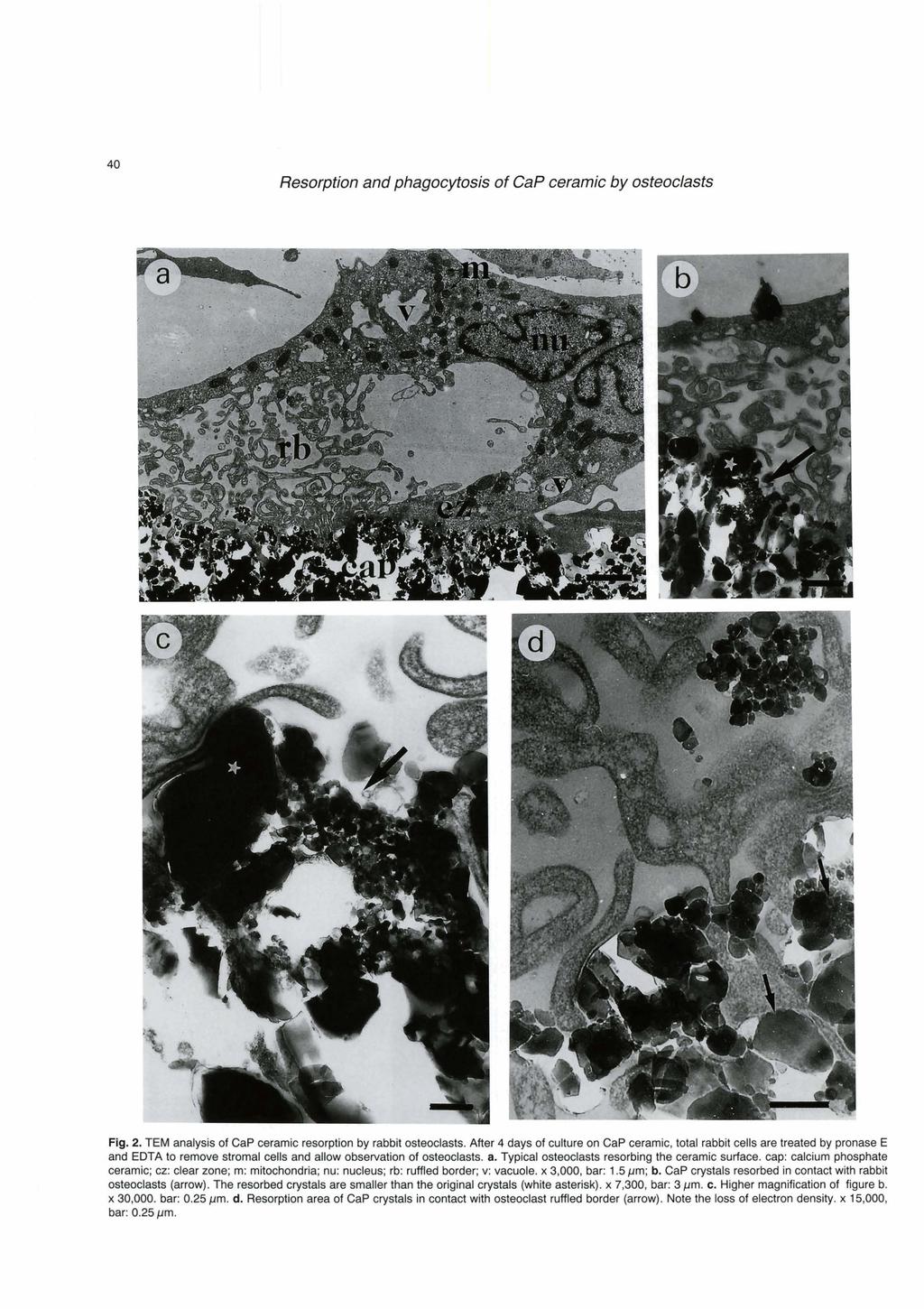,l.,.< Resorption and phagocytosis of Cap ceramic by osteoclasts L.i t.. a rt. I.b.. Flg. 2. TEM analysis of Cap ceramic resorption by rabbii osteoclasts.