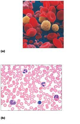 Leukocytes Erythrocytes Platelets SEM of blood (1800, artificially colored) Erythrocytes Platelets Neutrophil