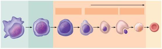 Hematopoiesis: formation of all blood cells Occurs in red bone marrow In adult, found in axial skeleton, girdles, and proximal epiphyses of humerus and femur Hematopoietic stem cells (hemocytoblasts)