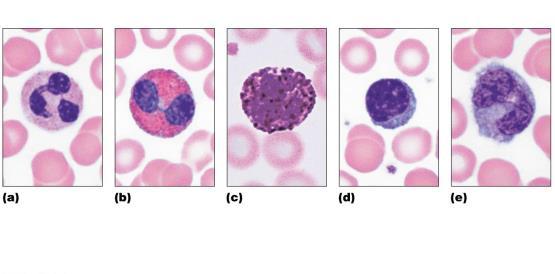 Granulocytes Agranulocytes Neutrophil: Multilobed nucleus, pale red and blue cytoplasmic granules Eosinophil: Bilobed nucleus, red cytoplasmic granules Basophil: Bilobed nucleus, purplish-black