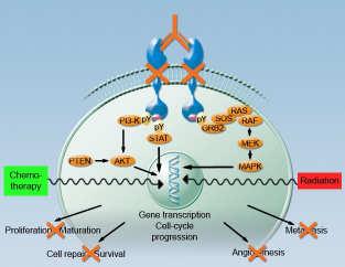 Epidermal Growth Factor Receptor (EGFR) Inhibitors in NSCLC TKI Ligand TKI K K Signal Transduction Blocked MoAb K K Signal Transduction Blocked Cetuximab?