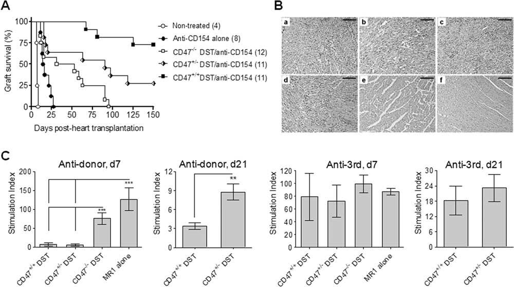 CD47 IN TRANSPLANTATION TOLERANCE 357 RESULTS Allograft Acceptance in Mice Treated With Anti-CD154 mab and DST Requires CD47 Expression on DST Donor Cells The role of CD47 expression on donor cells