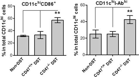 360 WANG ET AL. Figure 4. Rapid activation of CD11c hi DCs in CD47 +/+ B6 mice receiving syngeneic CD47 / DST.