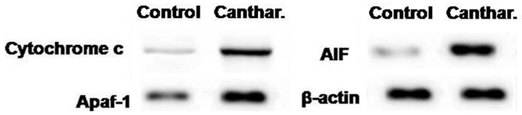 Figure 5. Effect of cantharidin on expression of cytochrome c, Apaf-1 and AIF using western blot analysis. β-actin was used as the loading control and the bands were quantified by ImageJ software.