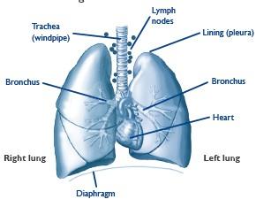 What does surgery for lung cancer involve? Surgery for lung cancer involves an operation, which aims to remove all the cancer from the lung. Who will carry out my operation?