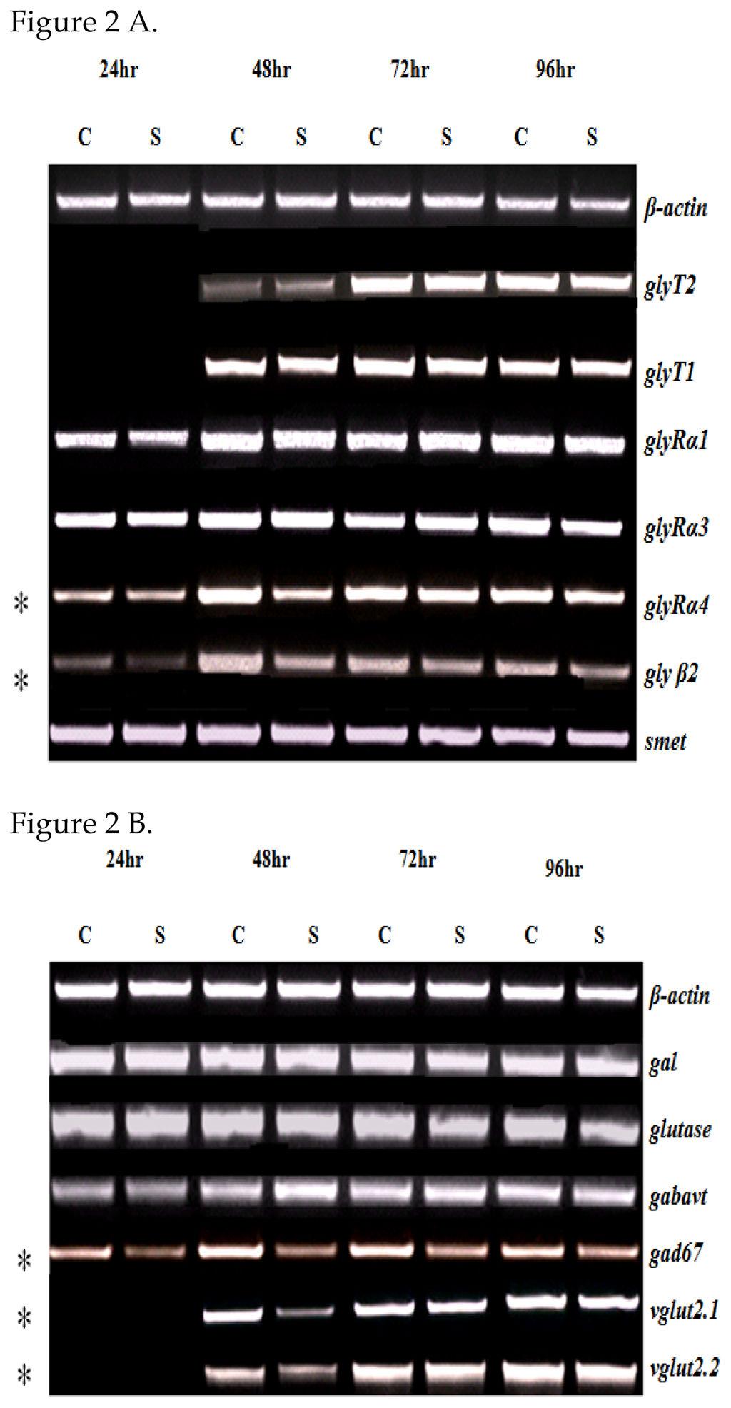 Roy et al. Page 10 Figure 2. (A). PCR results analyzed on 1% agarose gel of glycinergic genes demonstrating downregulation in glyra4 and glyβ2 at 24 and 48hrs.