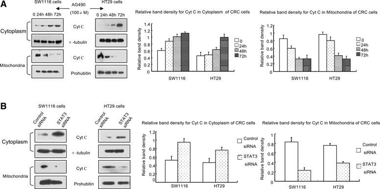 J. Cell. Mol. Med. Vol 16, No 8, 2012 Fig. 4 Inhibition of JAK2/STAT3 signalling induced Cyt c translocation in CRC cells.