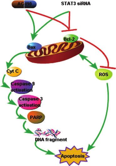 Fig. 7 Model of the possible mechanism of JAK2/STAT3 signalling in the apoptosis of CRC.