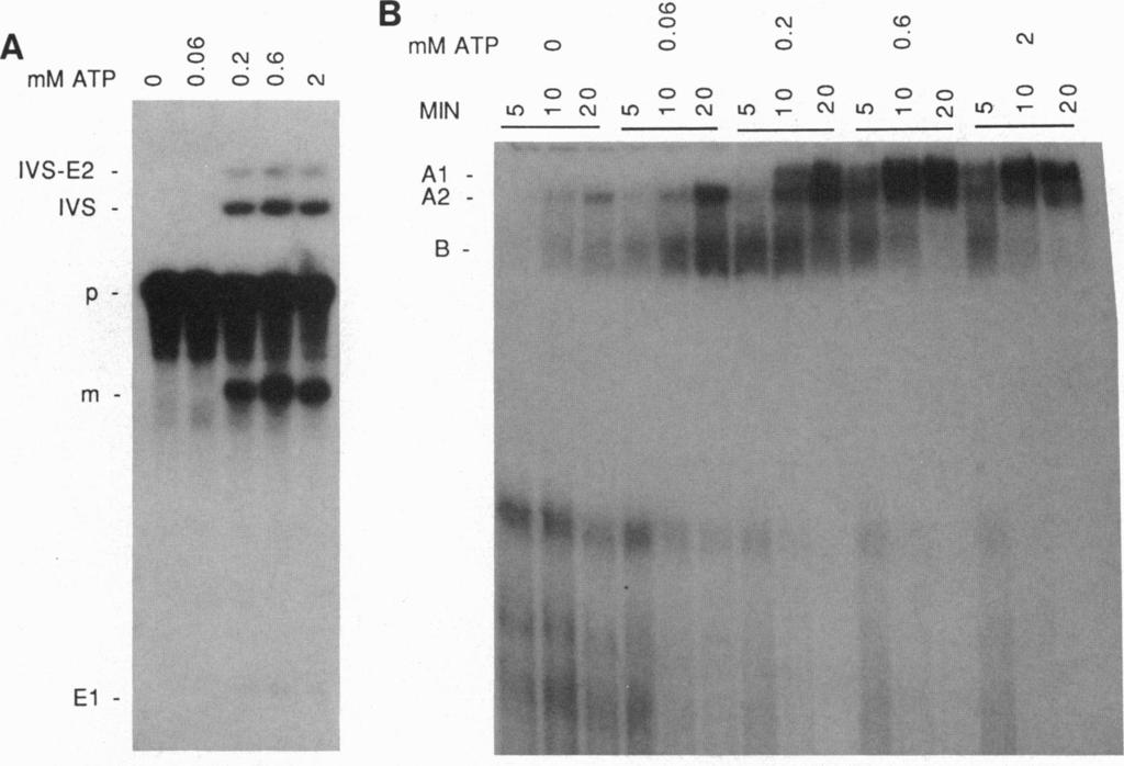 Biochemistry: Tarn et al. I Di (.~0 ('4( mm ATP 0 0 0 0 (' IVS-E2 - IVS - _ p B mm ATP 0 (C 0 C 0 00 MIN LO C LO'.cm Al- A2 - B - fta - Proc. Natl. Acad. Sci.