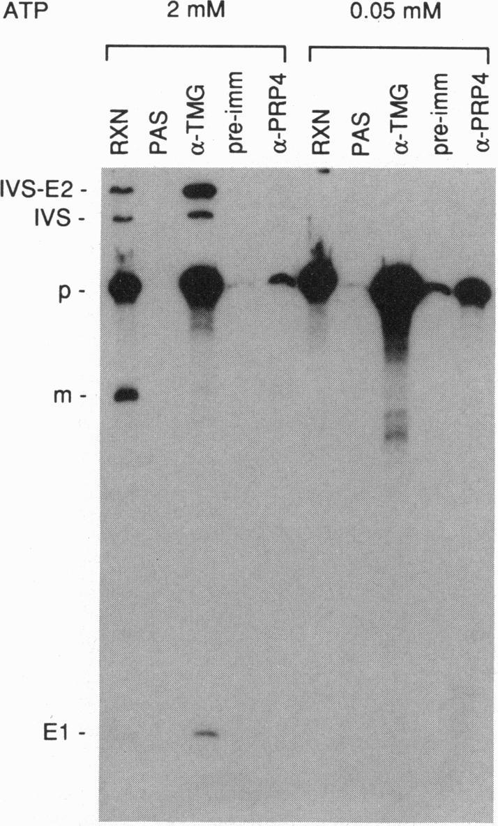 4 shows that at 2 mm ATP anti-tmg antibody precipitated splicing intermediates and the precursor but did not precipitate the mature message, indicative of precipitation of the spliceosome, whereas