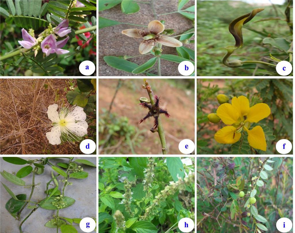 Fig. 2. Some of the medicinal plants used for various ailments by rural people in Othimalai.. F a).