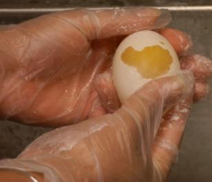 5. One day before the lab, put one set of shell-less eggs in the various solutions (after measuring the circumference of each egg); this can serve as the cooking show method of preparing the eggs