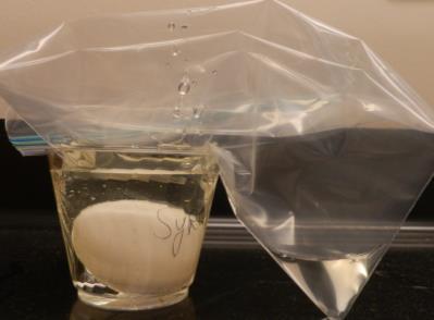 5. Measure circumference (in centimeters) of the distilled water egg.