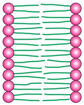 I. DIFFUSION ACROSS A MEMBRANE The rate of diffusion of any molecule across a membrane is proportional to BOTH the molecule's diffusion coefficient and its concentration gradient. 1.