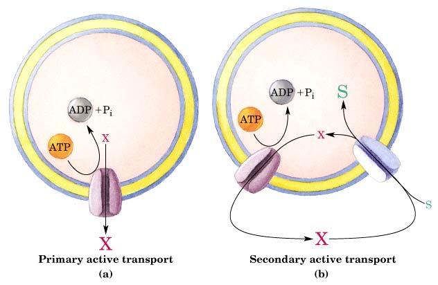 M. ACTIVE TRANSPORT MECHANISM In primary active transport the energy of ATP hydrolysis is utilized to transport a molecule (X in example (a)) against its concentration gradient.