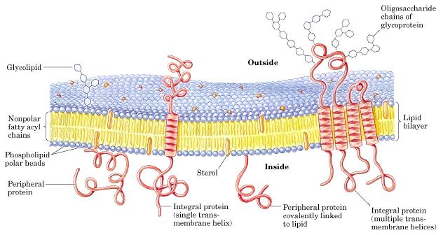 A. BIOLOGICAL MEMBRANES 1. The boundaries of cells are formed by biological membranes. 2. The boundaries of organelles are also formed by biological membranes. 3.
