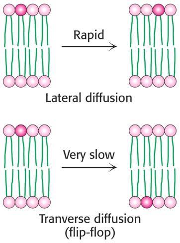 The fluid mosaic model allows lateral movement but not rotation through the membrane. 2.