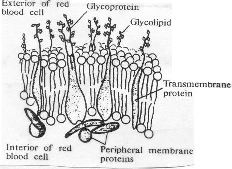 4. External surface of RBC membrane is coated with a diverse array of glycoproteins, complex carbohydrates, and lipoproteins, imparting antigenic structure to the membrane. C. A and B Antigens.