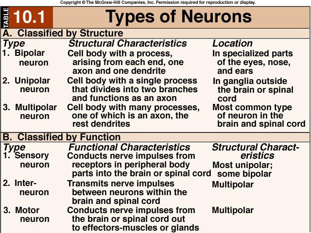 25 Neuron