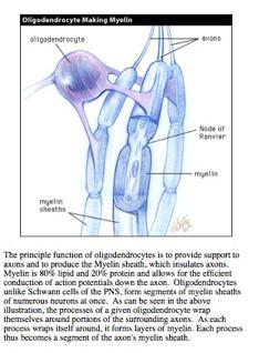 Oligodendrocytes (name actually means few branches) form myelin sheaths in the CNS and wrap several cells.
