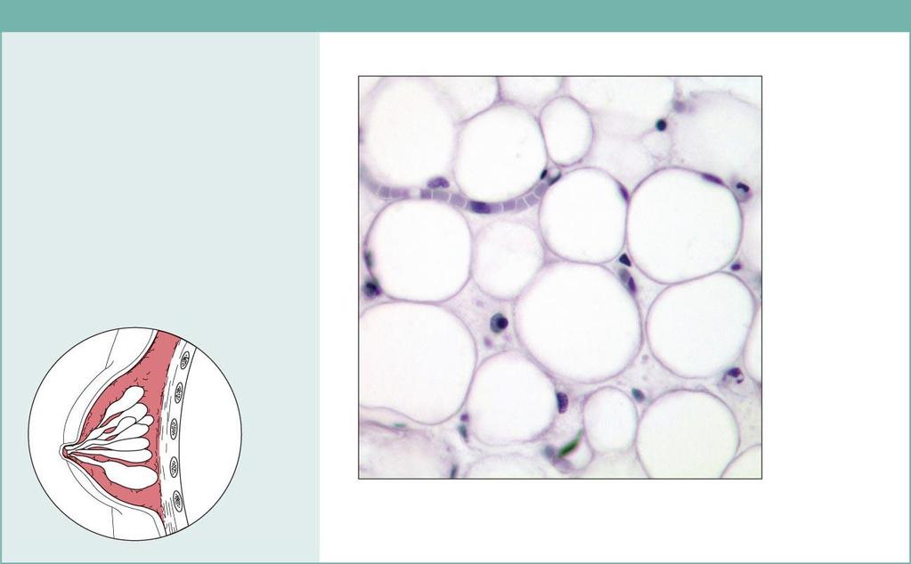 Connective tissue proper; loose - ADIPOSE (b) Connective tissue proper: loose connective tissue, adipose Description: Matrix as in areolar, but very sparse; closely packed adipocytes, or fat cells,