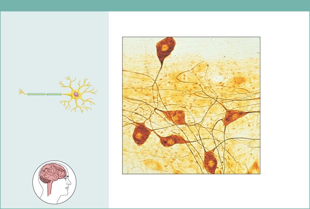 Nervous tissue Description: Neurons are branching cells; cell processes that may be quite long extend from the nucleus-containing cell body; also contributing to nervous tissue are nonirritable
