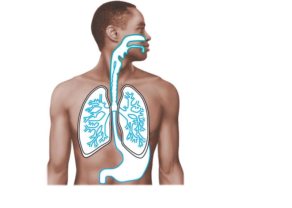 Mucosa of nasal cavity Mucosa of mouth Esophagu s lining Mucosa of lung