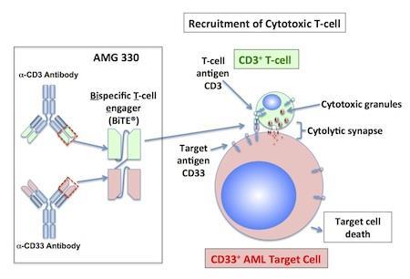 CD3/CD33 BiTE in AML CD33 is universally expressed on AML cells AMG330 is CD3/CD33 bi-specific antibody Preclinical