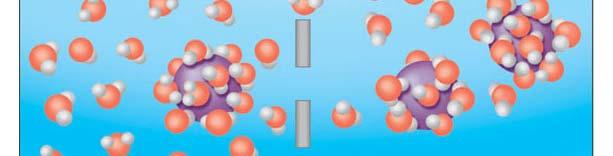 molecule H 2 O Selectively permeable membrane Water molecule