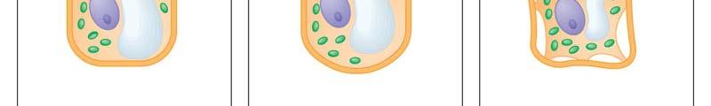 H 2 O H 2 O Plasma H 2 O membrane Plant cell Figure