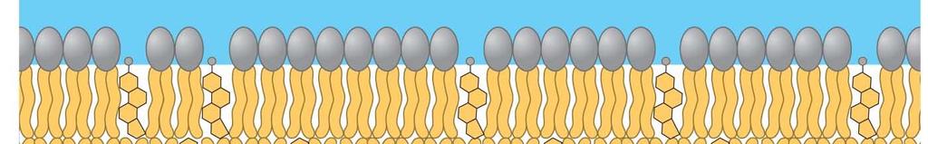 Cholesterol is wedged between phospholipid molecules in the plasma membrane